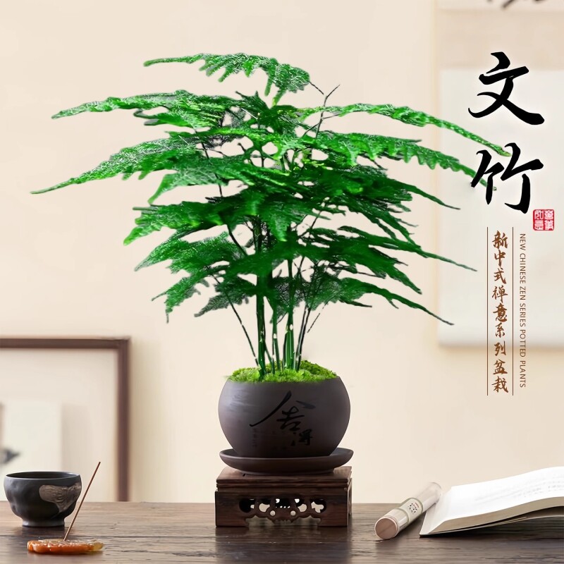 文竹创意舍得盆绿纱盆桌面小盆景办公室茶桌绿植盆栽中式禅意风