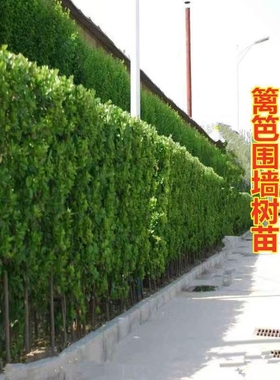 冬青树苗植物篱笆墙庭院围墙法国四季常青耐寒绿篱北海道黄杨围栏