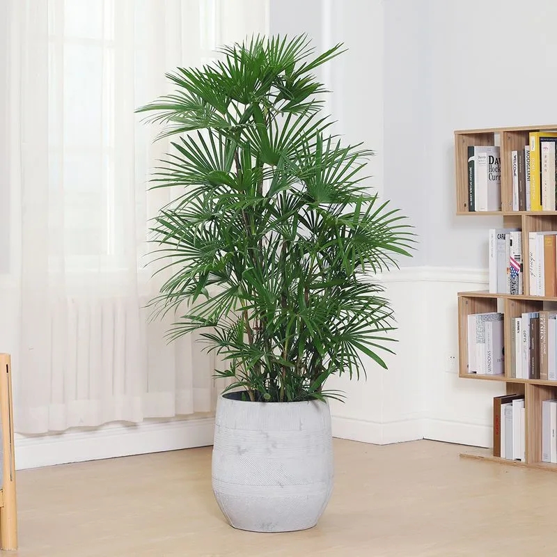 优选棕竹盆栽大型绿植办q公室内客厅观叶植物落地盆景耐寒四季好.