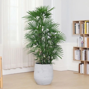 优选棕竹盆栽大型绿植办q公室内客厅观叶植物落地盆景耐寒四季 好.