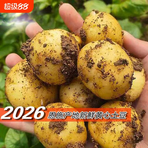黄心小土豆恩施湖北当季