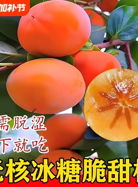 柿子树苗南北方种植庭院果树特太秋日本阳丰脆甜地栽大柿子树果苗