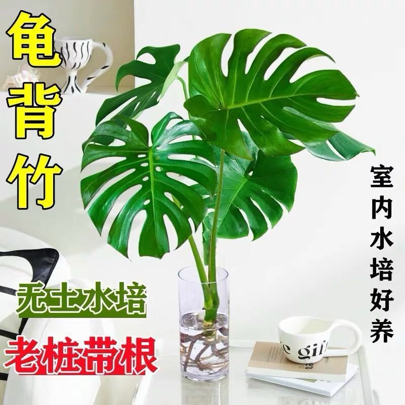 龟背竹水培植物四季常青好养活图片