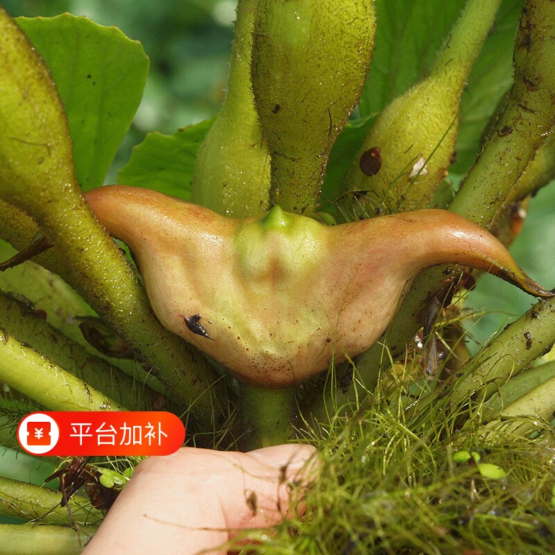 洪湖菱角新鲜老菱角生棱角老黑菱角凌角粉糯老菱角湖北特产凌角大