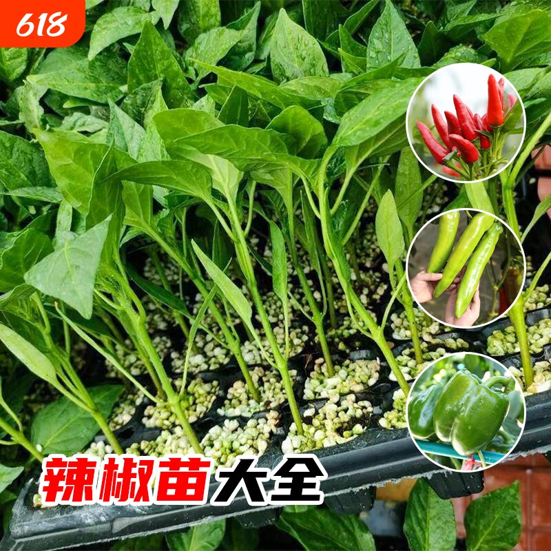 薄皮泡椒种籽子苗子辣椒种苗春季四季菜蔬菜种孑皱皮虎皮椒秧樟树