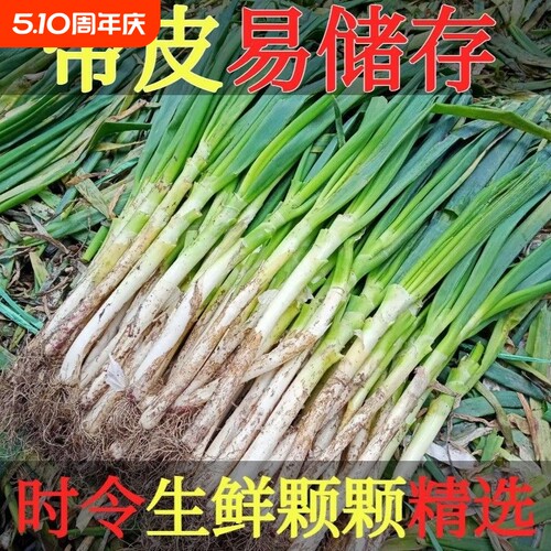 正宗山东大葱铁杆新鲜带皮去半叶带葱根原生态发货5斤装蔬菜时令