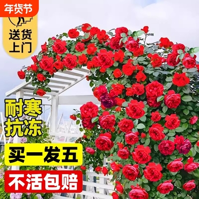 蔷薇花苗藤本月季花特大花爬藤老桩玫瑰花苗四季开花庭院爬藤植物