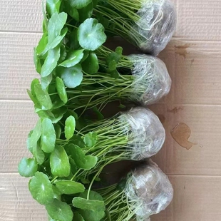 金钱草大叶铜钱草水培植物室内好养鱼缸水草专用水养花卉绿植盆栽