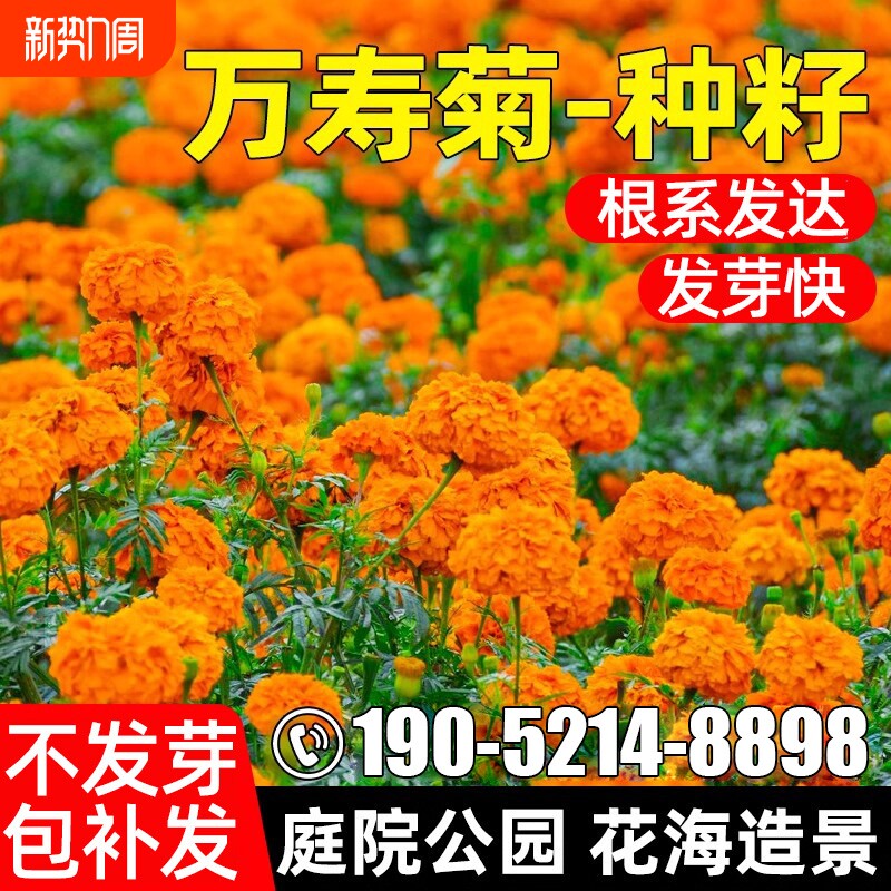 万寿菊种子四季花籽野花组合花种籽旱金莲重瓣虞美人蒲公英花期