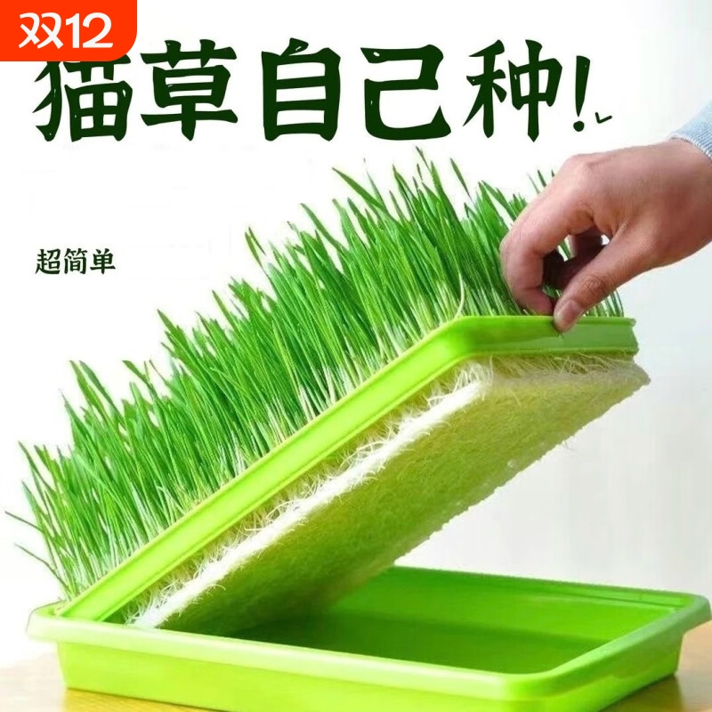 小麦粒猫草种子种孑种籽麦芽糖大麦黑麦芽苗菜育苗盘猫薄荷排毛球