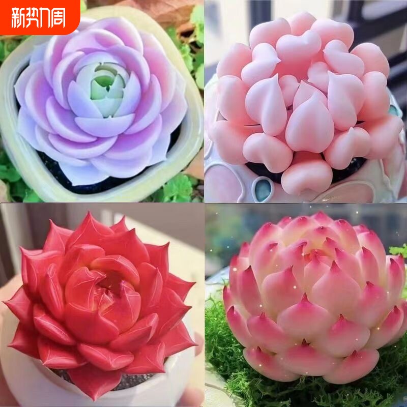 精品多肉植物盆栽组合蓝姬莲水蜜桃防辐射新手室内净化空气