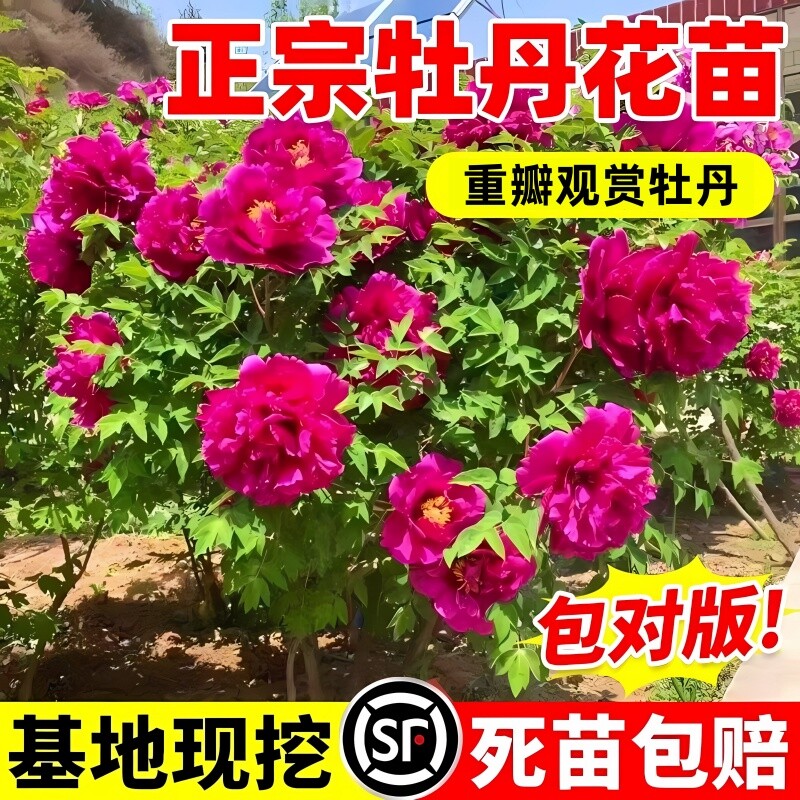 正宗洛阳牡丹花大苗盆栽老桩花种四季重瓣花卉牡丹树苗庭院带芽