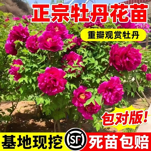 正宗洛阳牡丹花大苗盆栽老桩花种四季重瓣花卉牡丹树苗庭院带芽