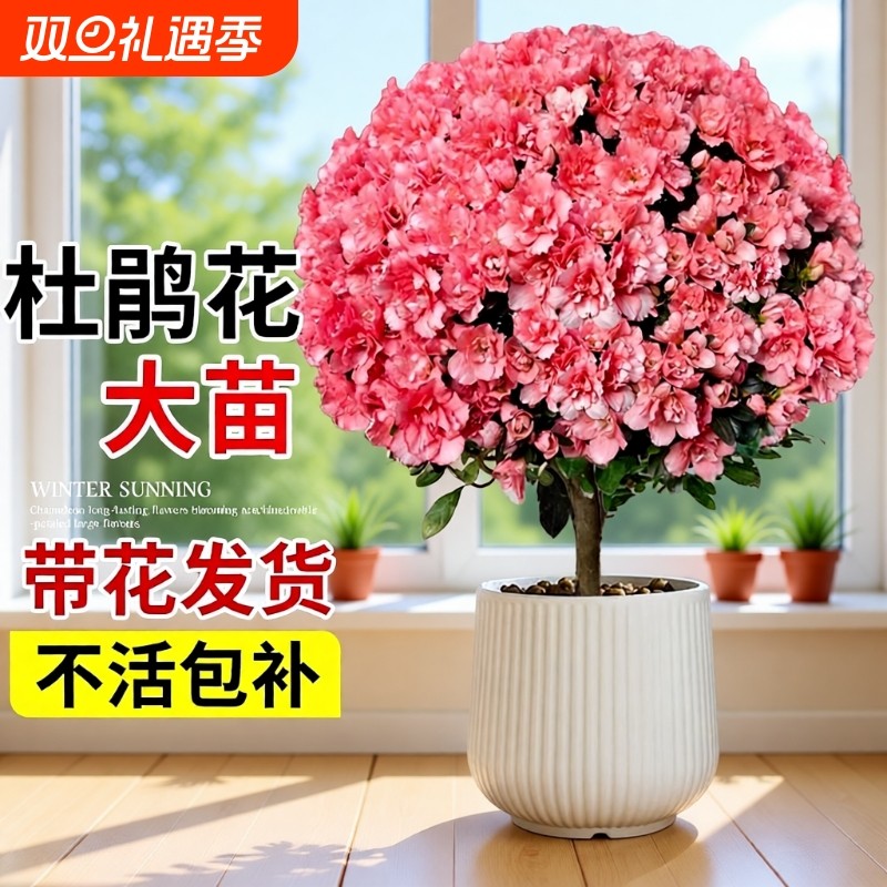 杜鹃花盆栽带花苞树苗老桩室内阳台名贵鲜花卉四季开花绿植物