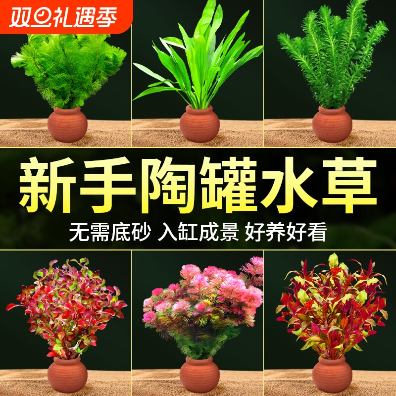 水草鱼缸造景摆件增氧阴性水培榕绿菊蜈蚣草净水定植陶罐水草套餐
