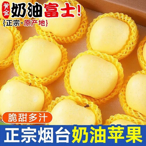 正宗山东烟台大果奶油富士产地