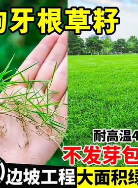 草籽进口狗牙根护坡固土耐旱绿化脱壳草坪草种子净籽庭院地毯开花