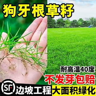 草籽进口狗牙根护坡固土耐旱边坡绿化脱壳草坪草种子种植净籽庭院