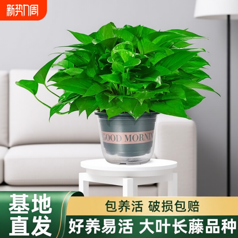 绿萝盆栽室内植物新房家用净化空气水培绿植花卉长藤垂吊大叶绿萝
