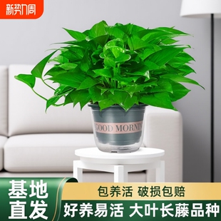 绿萝盆栽室内植物新房家用净化空气水培绿植花卉长藤垂吊大叶绿萝