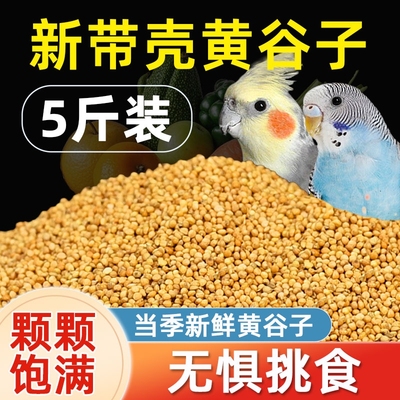 中小型鹦鹉带壳虎皮5斤黄谷子