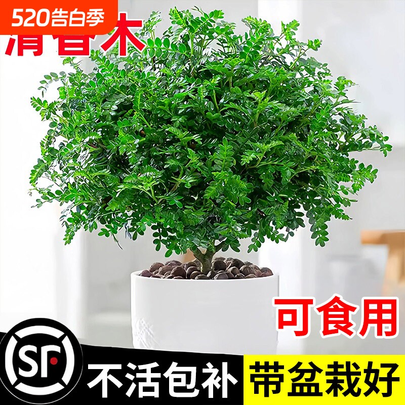 清香木盆栽室内驱蚊驱虫植物蛋糕装饰绿植叶子正宗胡椒木老桩树苗