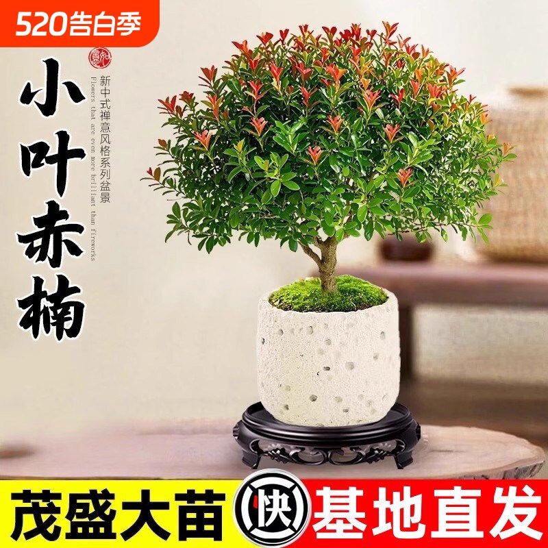 小叶赤楠老桩盆栽客厅桌面植物室内阳台四季好养绿植耐阴造型摆放