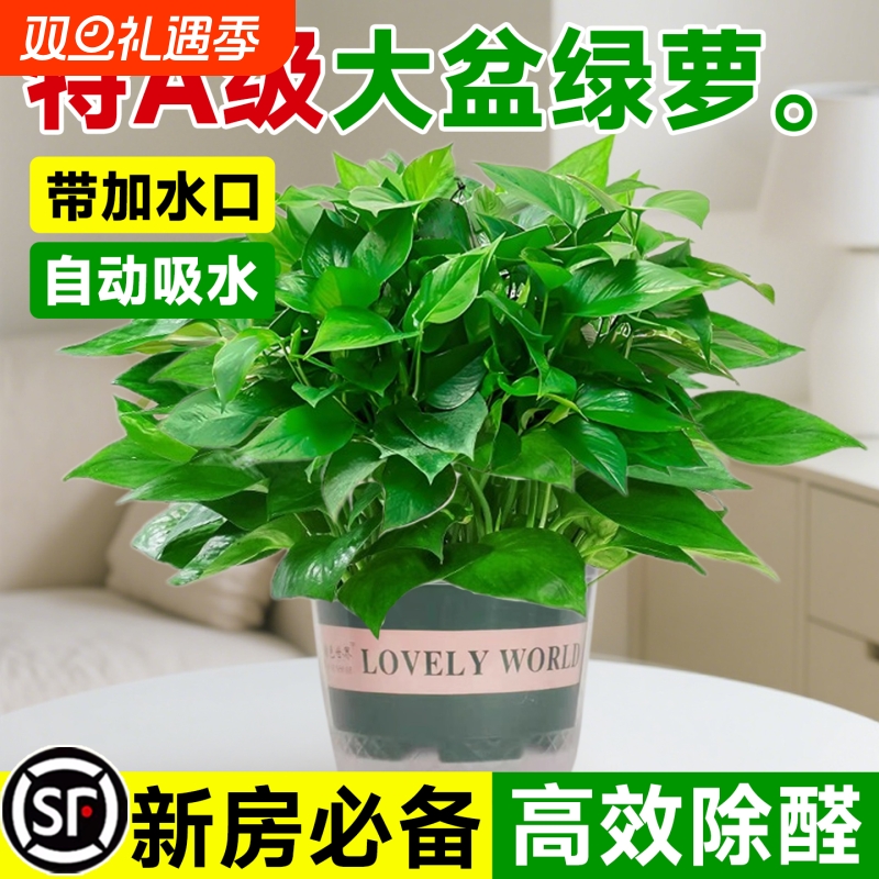 绿萝盆栽室内植物花卉绿植水培长藤垂吊大叶绿箩新房甲醛阳台桌面