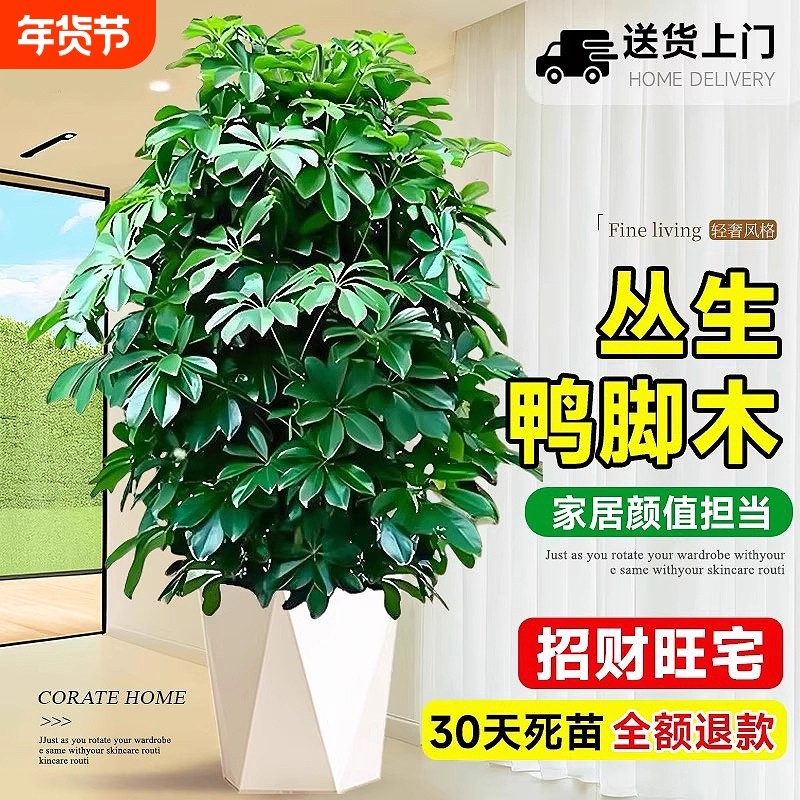 鸭脚木盆栽客厅大型绿植花卉室内八方来财鸭掌木七叶莲植物好养活,鲜花速递/花卉仿真/绿植园艺,大型绿植/成品组合盆栽,淘宝优惠券,粉丝福利购,淘宝优惠卷