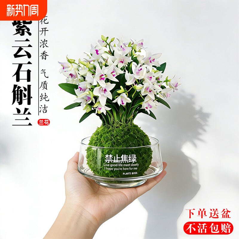 带花苞香水紫云石斛兰花苗办公室内桌面水培懒人好养浓香花卉绿植