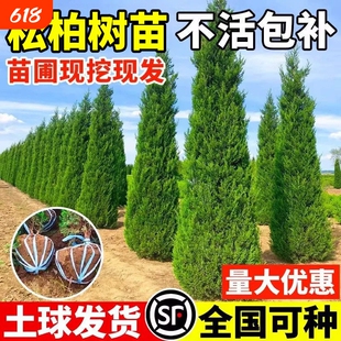 松柏树苗塔柏侧柏龙柏大号树苗四季常青道路绿化易活好养圆柏松树