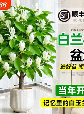 白兰花盆栽老桩玉兰花树苗黄角兰带花苞室内四季开花卉阳台白玉兰