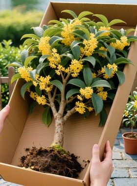 桂花树苗盆栽室内阳台花卉植物四季桂小苗耐寒开花庭院客厅金桂