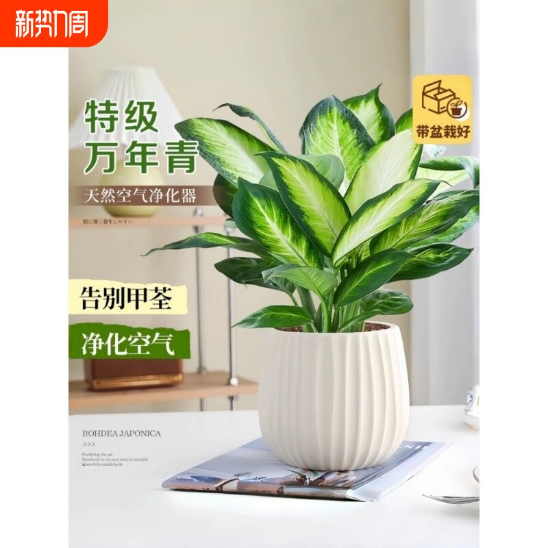 特级万年青盆栽室内绿植办公室内桌面净化空气好养活植物四季常青