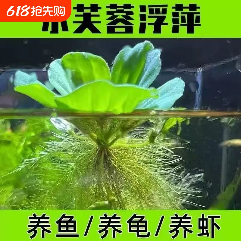 养鱼鱼缸绿植花卉造景水培水芙蓉增氧水草古法缸水生浮萍植物水质