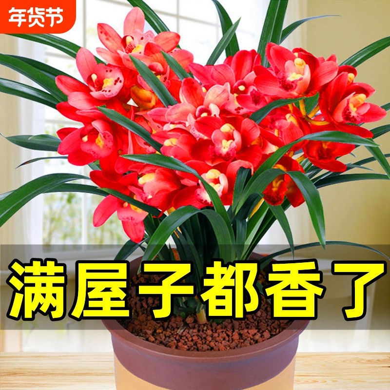 兰花苗盆栽建兰蝴蝶兰带花苞石斛兰花卉绿植物室内君子兰四季开花