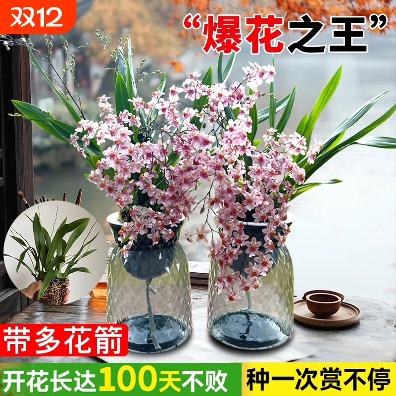 3色香水文心兰水培带花梦香兰花室内办公室好养花卉盆栽绿植客厅