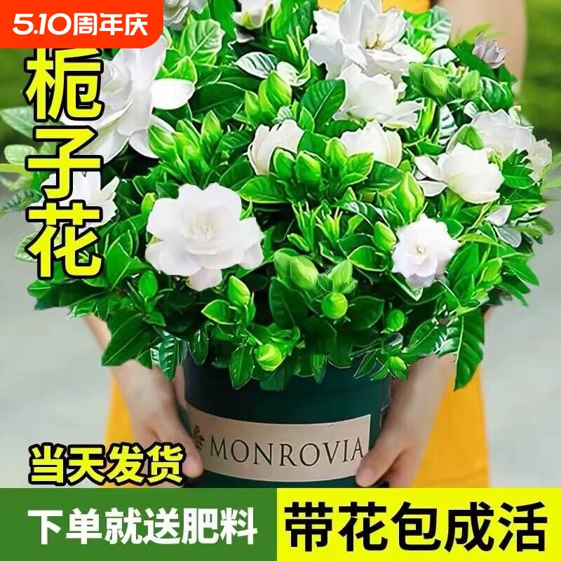 栀子花盆栽带花苞室内花卉绿植物老桩茉莉花水培四季开花树苗驱蚊