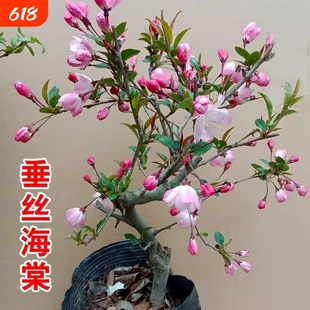 垂丝海棠花苗盆栽地栽庭院木本花卉春季夏季开花老桩带花苞西府