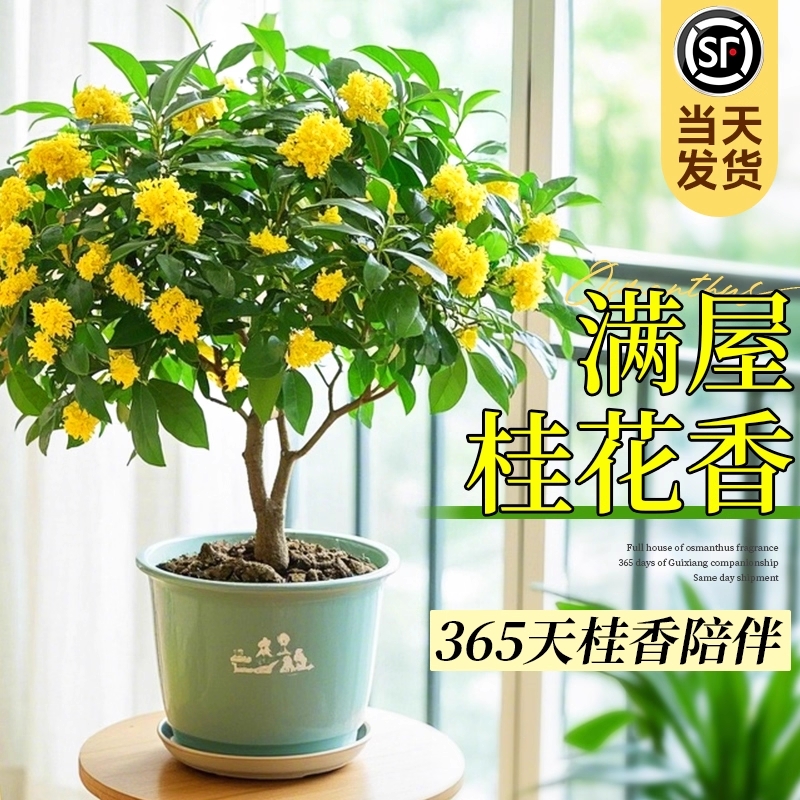 四季桂花树苗盆栽植物可食用开花不断室内阳台庭院浓香型花卉好养