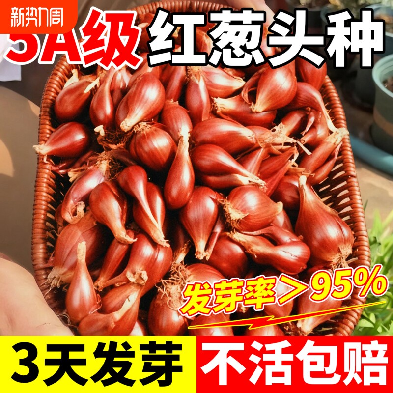 红葱头种子四季小香葱种头正宗广东四川红葱头葱种籽本地火葱批发