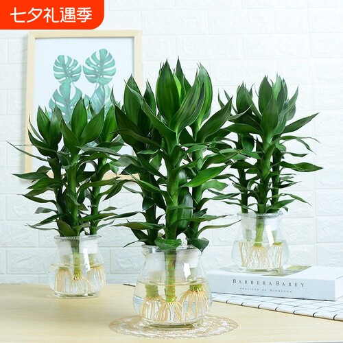 观音竹水培植物|超1800人收藏