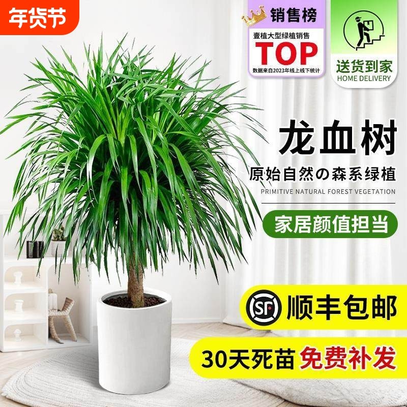 龙须树盆栽大型客厅多头绿植办公室内龙血树造型小苗带土老桩盆景,鲜花速递/花卉仿真/绿植园艺,大型绿植/成品组合盆栽,淘宝优惠券,粉丝福利购,淘宝优惠卷