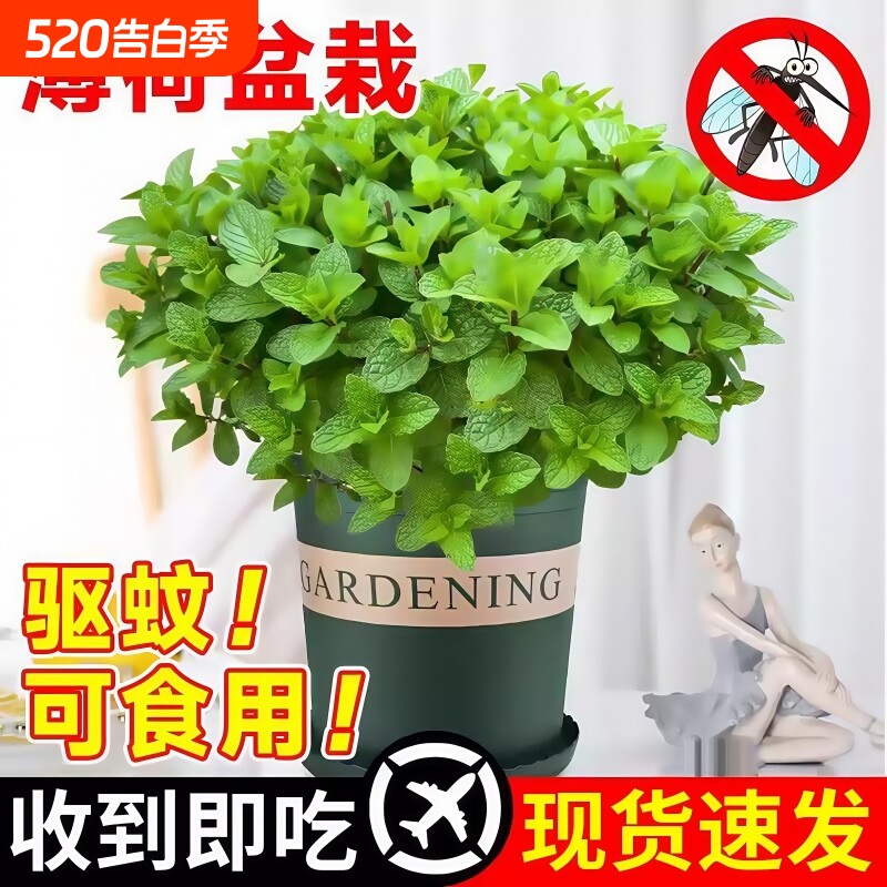 薄荷盆栽可食用大苗室内绿植迷迭香四季植物猫薄荷叶花卉客厅驱蚊