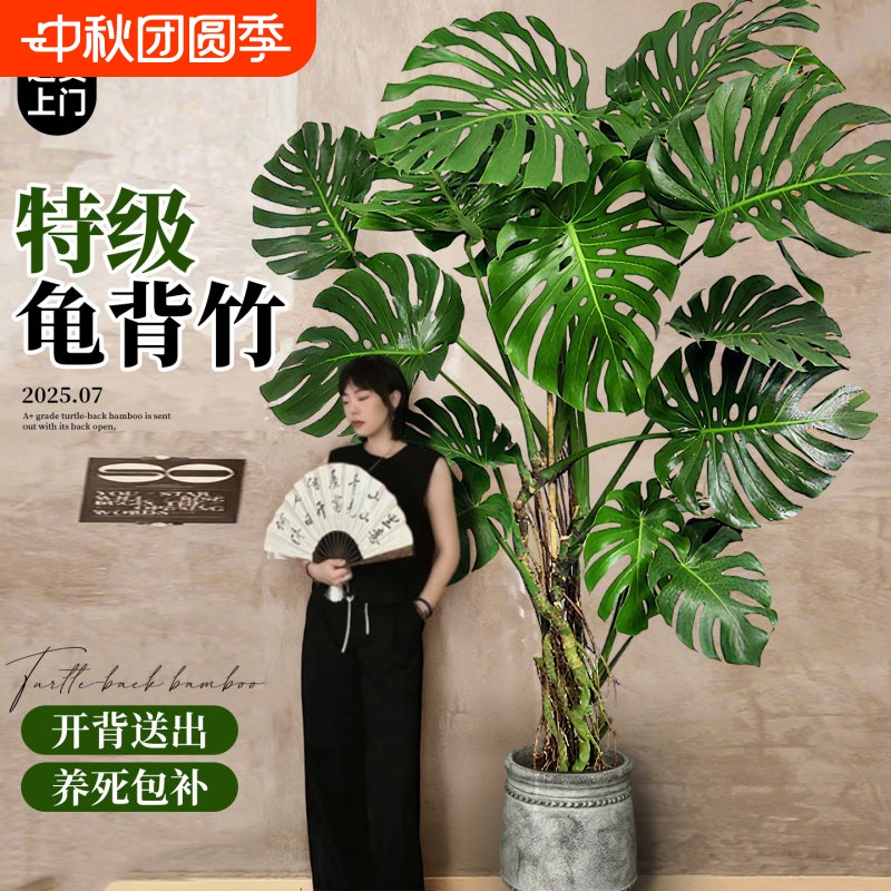 龟背竹客厅大盆栽老桩品种