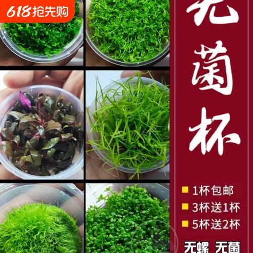 无菌杯水草造景水溶爬迷你矮地珍珠草牛毛挖耳莫斯宫廷鹿角辣椒榕