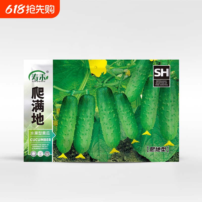 满地爬黄瓜苗种孑苗高产种子青瓜四季水果秧苗蔬菜子大全秋菜苗旱