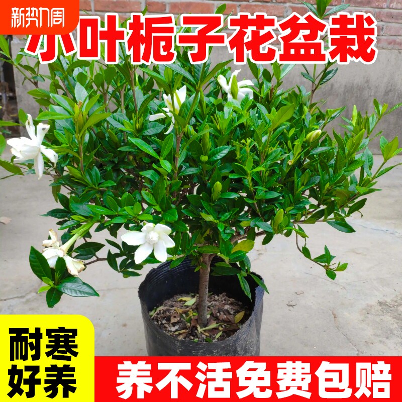小叶栀子花盆栽室内办公室桌面盆景开花卉绿植物树苗好养易活耐寒
