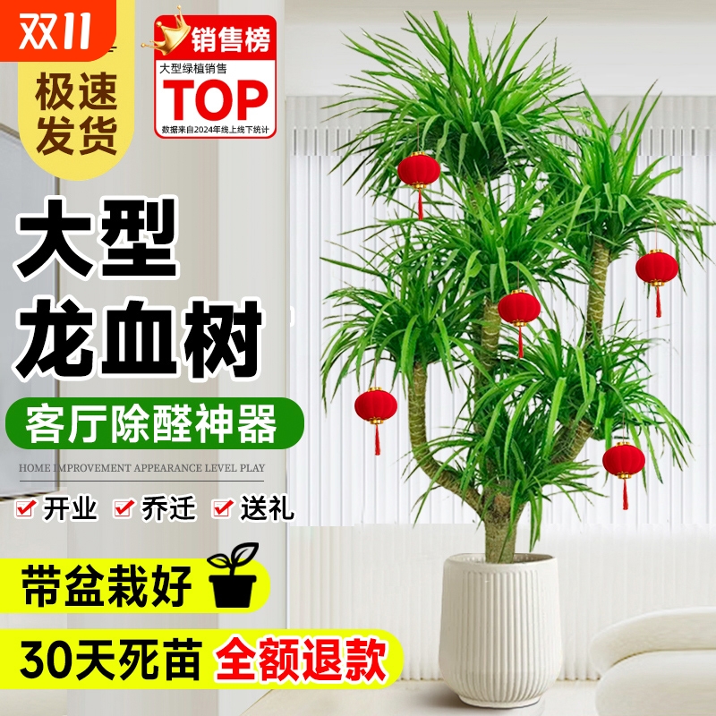 龙血树客厅绿植室内好养