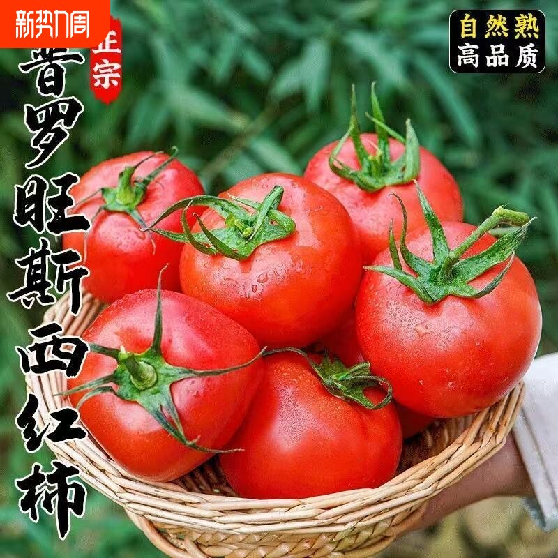 正宗陕西普罗旺斯西红柿沙瓤自然熟番茄新鲜水果当季整箱番茄蔬菜